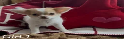 Chihuahua dogs for sale: Chihuahua puppies 🐶  - Advert 20