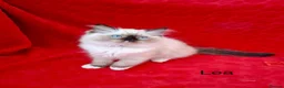 Ragdoll cats for sale: Purebread Ragdoll Kittens - TICA YORKSHIRE - Advert 10