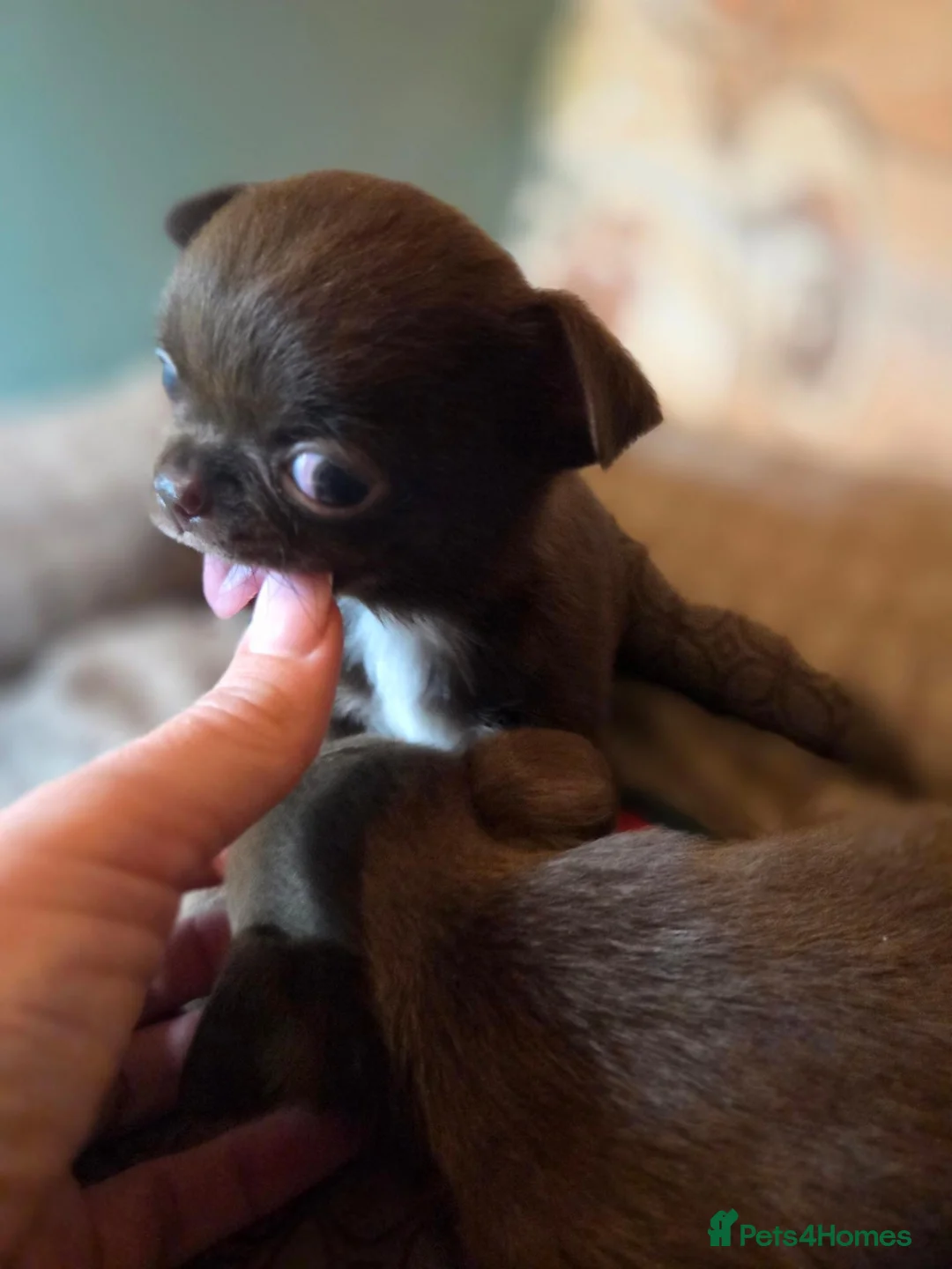 Chihuahua dogs for sale: Tiny chihuahua babies  - Advert 13