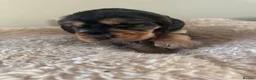 Cocker Spaniel dogs for sale: READY TO LEAVE working cocker spaniel pups - Advert 36