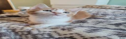Mixed Breed cats for sale: Kittens for sale - Advert 21
