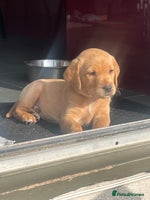 Labrador Retriever dogs - Advert 2