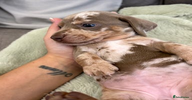 Miniature Dachshund dogs - Advert 4