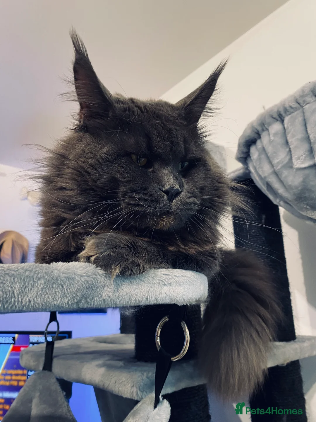 Maine Coon cats for stud: SOLID*BLUE*MAINE*COON*Russian*🇷🇺*Line*for STUD. in London - Advert 14