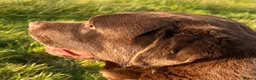 Labrador Retriever dogs for sale: Big Bear Looking to give Hugs - Advert 4