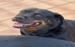 Rottweiler dogs for sale: 3 and a half year old Rottweiler - Image 9