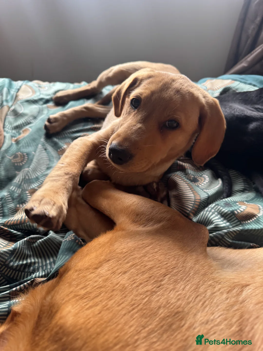 Labrador Retriever dogs for sale: Calling all Fox Red Labrador lovers !  - Advert 7