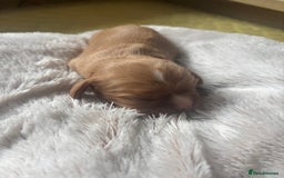 Cavalier King Charles Spaniel dogs for sale: Pugalier Pups ready for their new home!  - Image 5