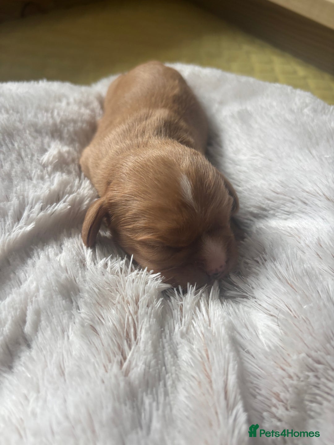 Cavalier King Charles Spaniel dogs for sale: Pugalier Pups ready for their new home!  - Image 5
