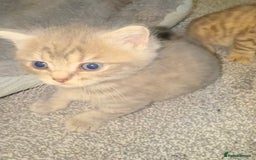 Brazilian Shorthair cats for sale: British shorthairs kittens - Image 20