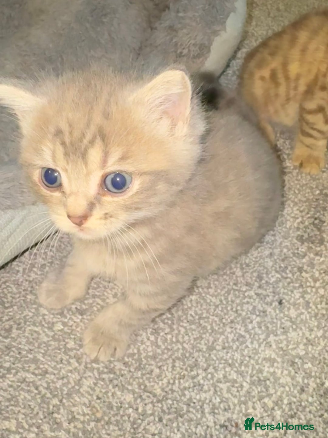 Brazilian Shorthair cats for sale: British shorthairs kittens - Image 20