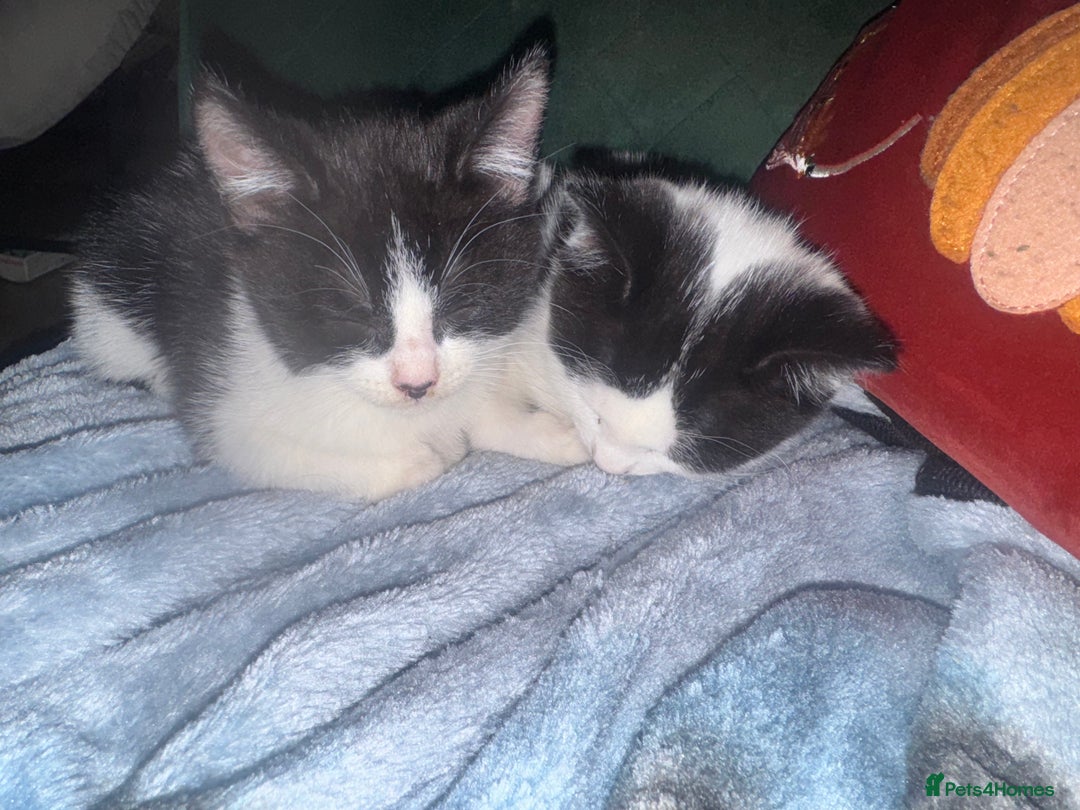 Mixed Breed cats for sale: 3 kittens looking for forever homes  - Image 11