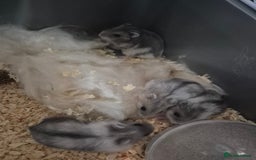 Hamster rodents for sale: Russian hamsters babies  - Advert 10