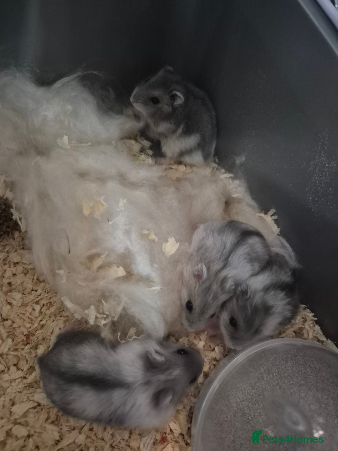 Hamster rodents for sale: Russian hamsters babies  - Advert 10