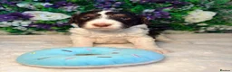 Bernedoodle dogs for sale: F1b health tested bernedoodle pups - Advert 13
