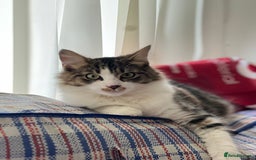 Persian cats for sale: Male Persian Tabby Cat for Sale – Friendly  - Image 1