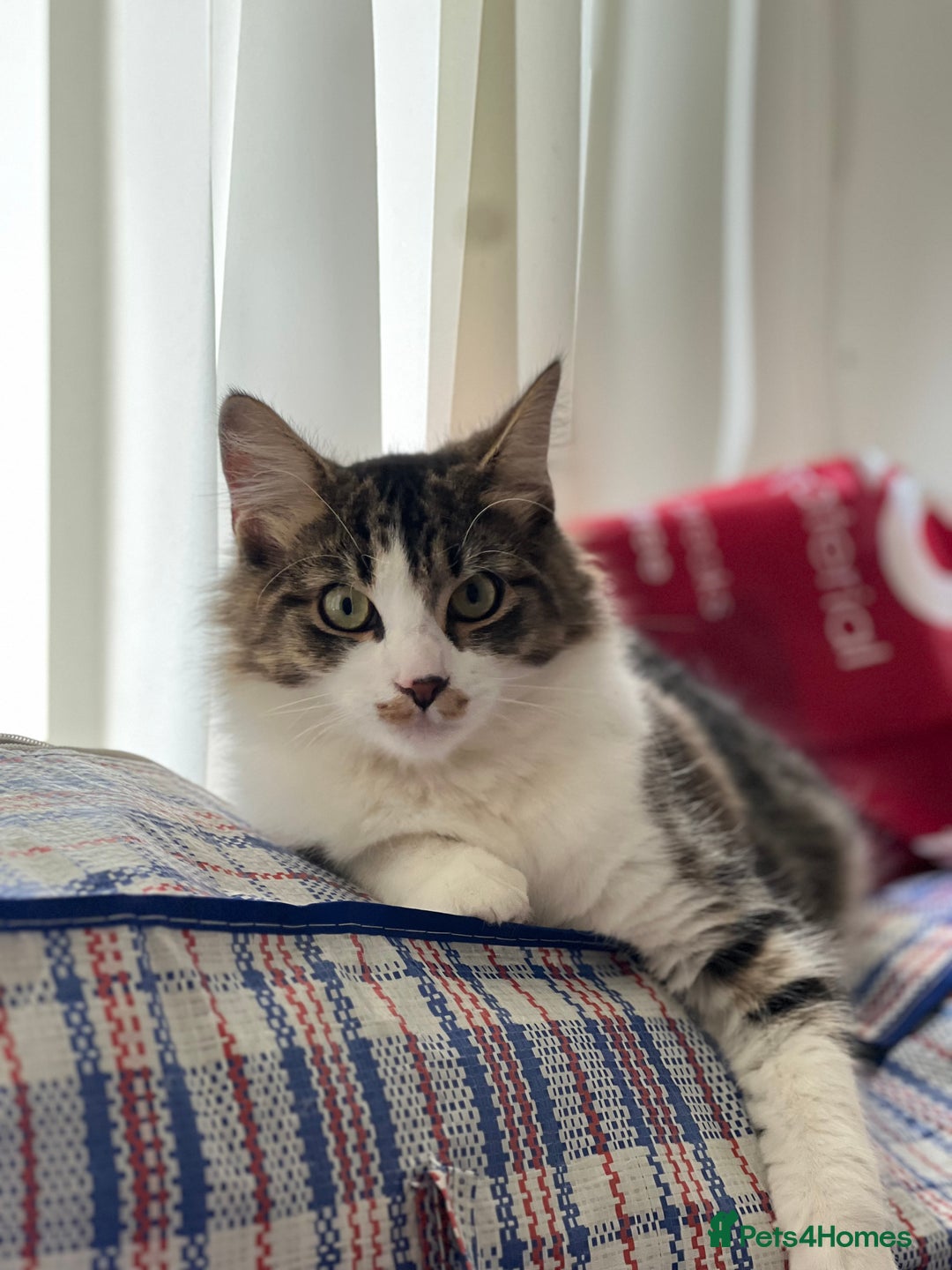 Persian cats for sale: Male Persian Tabby Cat for Sale – Friendly  - Image 1