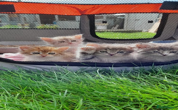 Siberian cats - Advert 1