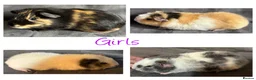 Guinea Pig rodents for sale: Baby Guineapigs x4 girls x2 boys- ready now - Advert 4