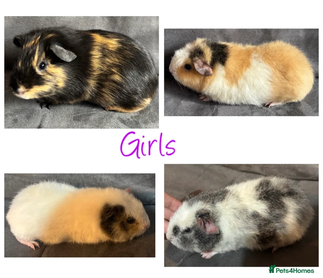 Guinea Pig rodents for sale: Baby Guineapigs x4 girls x2 boys- ready now - Advert 4