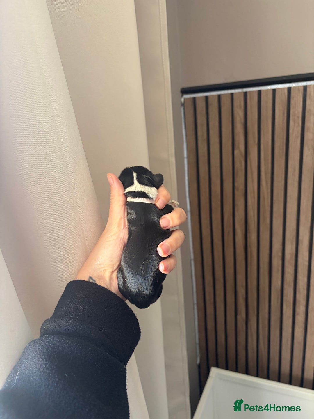 Cavalier King Charles Spaniel dogs for sale: Beautiful KC Registered Cavalier King Charles Pups - Advert 10