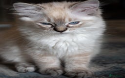 Ragdoll cats for sale: Ready Now GCCF Ragdoll Kittens Irresistibly Cuddly - Image 19