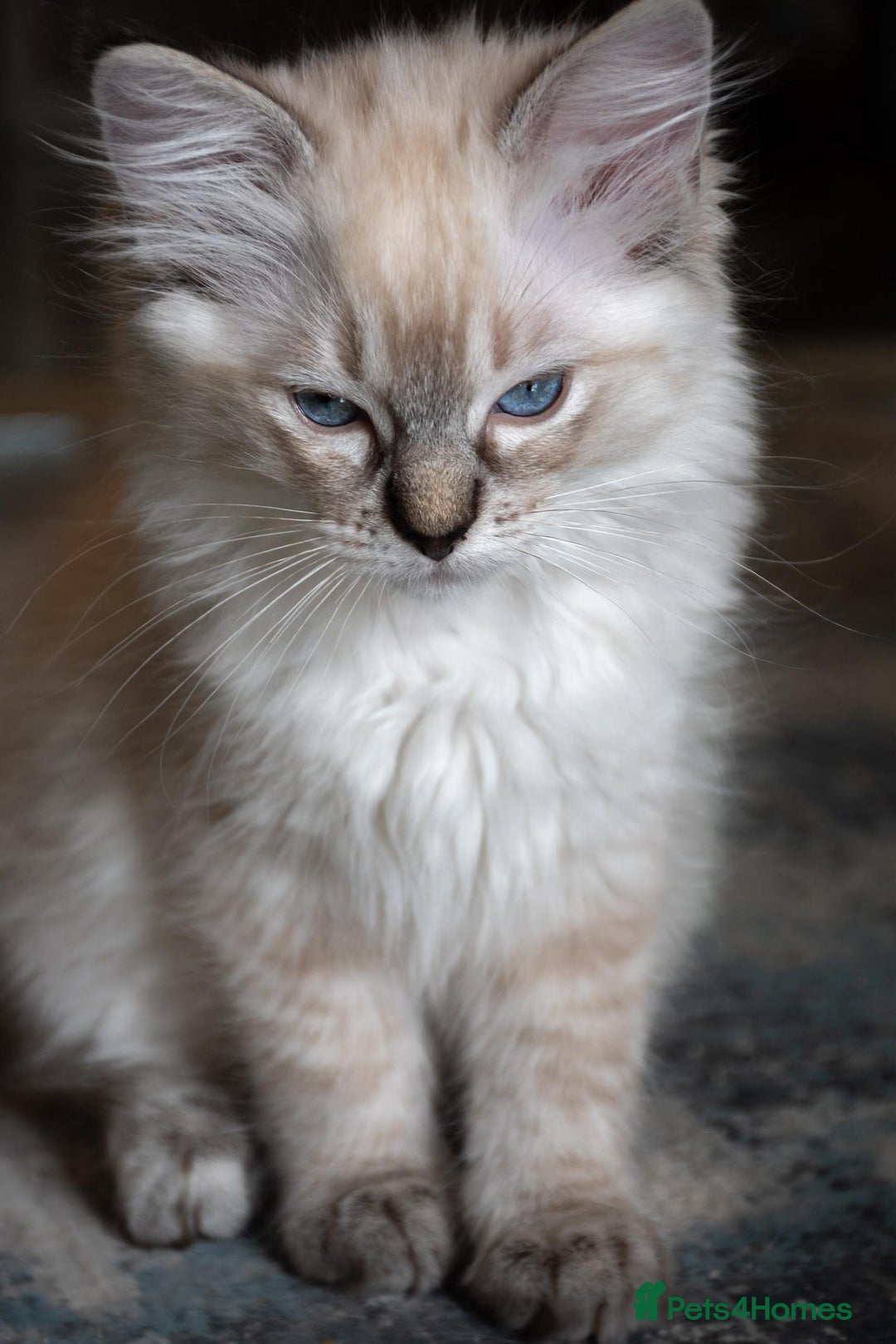 Ragdoll cats for sale: Ready Now GCCF Ragdoll Kittens Irresistibly Cuddly - Image 19