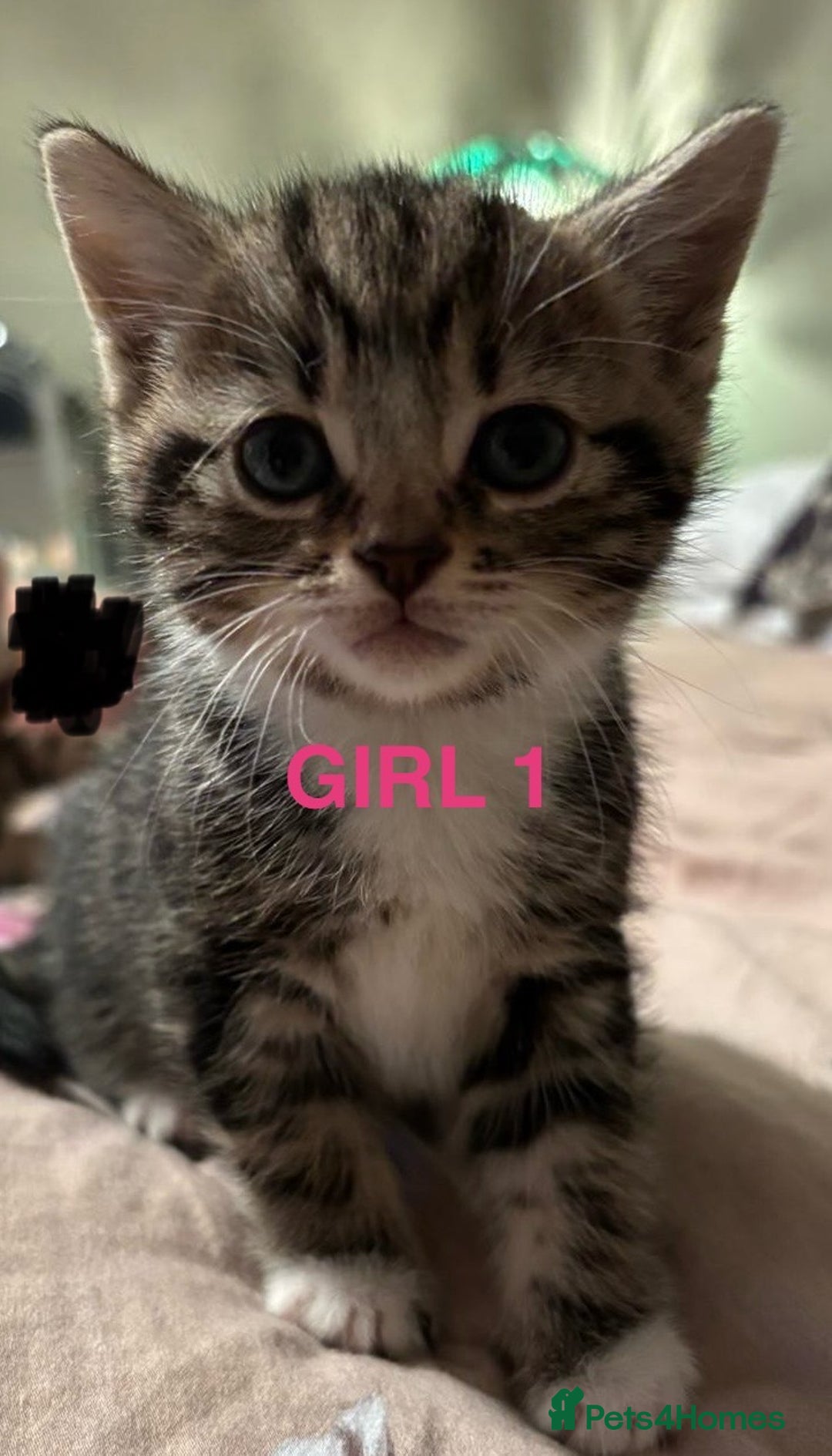 Mixed Breed cats for sale: Kittens  - Advert 3