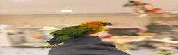 Budgerigars birds for sale: Baby Sun Conure - Advert 1