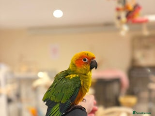 Budgerigars birds Baby Sun Conure - Advert 1