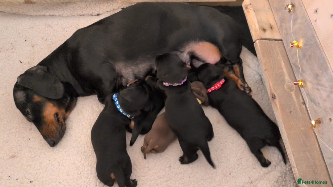 Dachshund dogs for sale: Beautiful Dachshund Puppies – KC Registered Lines - Advert 7