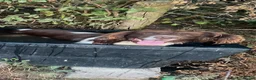Mixed Breed dogs for sale: Bedlington whippet x springer spaniel puppys - Advert 9