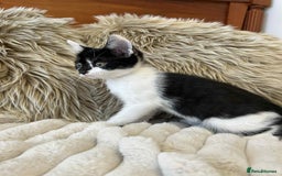 Mixed Breed cats for sale: 🏆Kittens for Sale🏆  - Image 7
