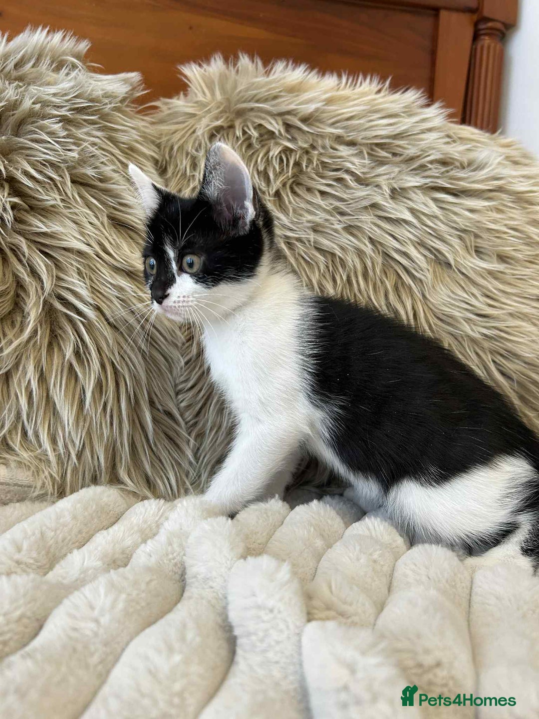 Mixed Breed cats for sale: 🏆Kittens for Sale🏆  - Image 7