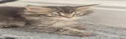 Maine Coon cats for sale: Maine Coon Kittens ready for there forever homes  - Advert 3