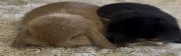 Mini Lop rabbits for sale: Gorgeous Mini Lop Babies looking for loving homes. - Advert 5