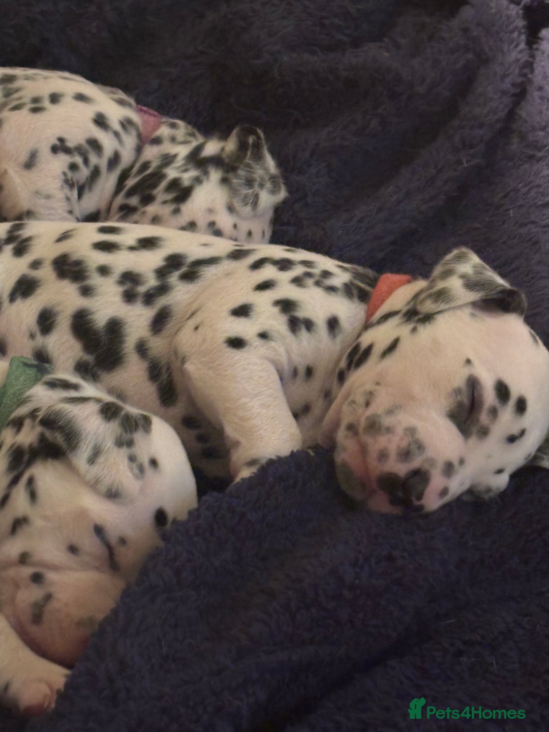 Dalmatian dogs for sale: Dalmatian puppies litter of 5 - Image 8