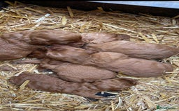 Cockapoo dogs for sale: Cockapoo - Image 2