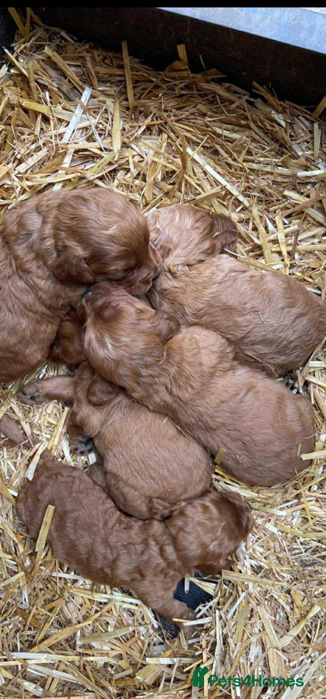 Cockapoo dogs for sale: Cockapoo - Image 2
