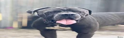 Cane Corso dogs for sale: 🐾 **Cane Corso Boy Looking for His Forever Home🏡 in Keighley - Advert 5