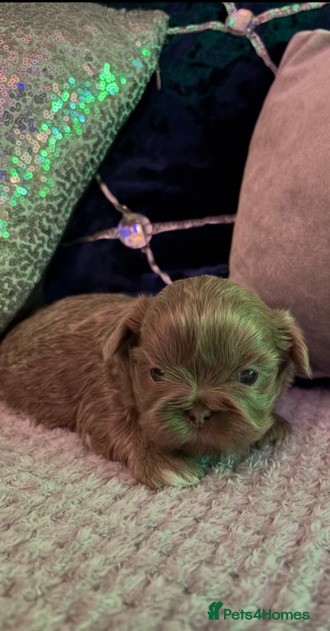 Shih Tzu dogs for sale: 4 beautiful stunning shih tzu puppies  - Advert 7