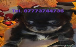 Chihuahua dogs for sale: Pure breed chihuahua pups  - Image 4