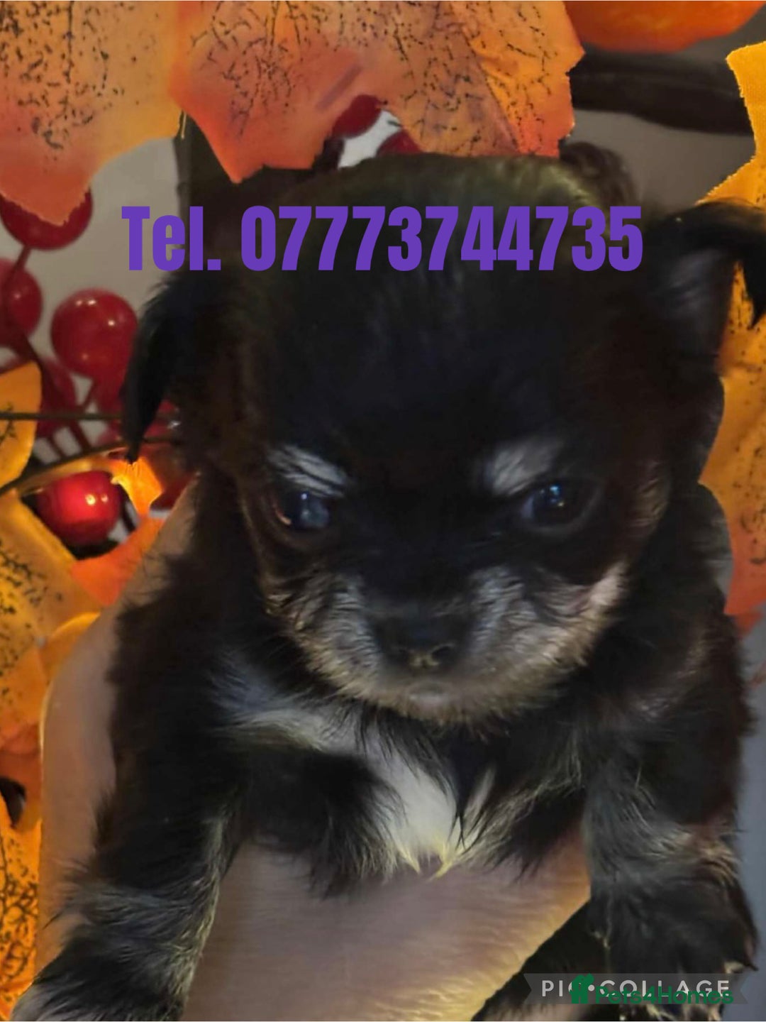 Chihuahua dogs for sale: Pure breed chihuahua pups  - Image 4