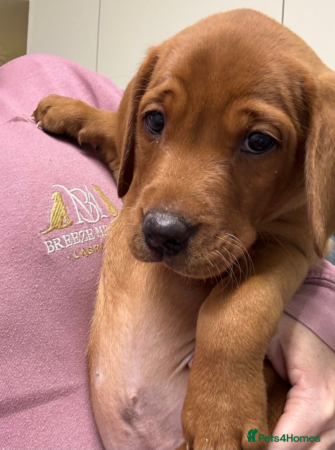 Labrador Retriever dogs for sale: Exceptional KC litter Fox Red Labradors  - Advert 13