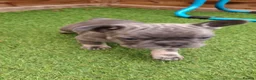 French Bulldog dogs for sale: French bulldog  - Advert 9
