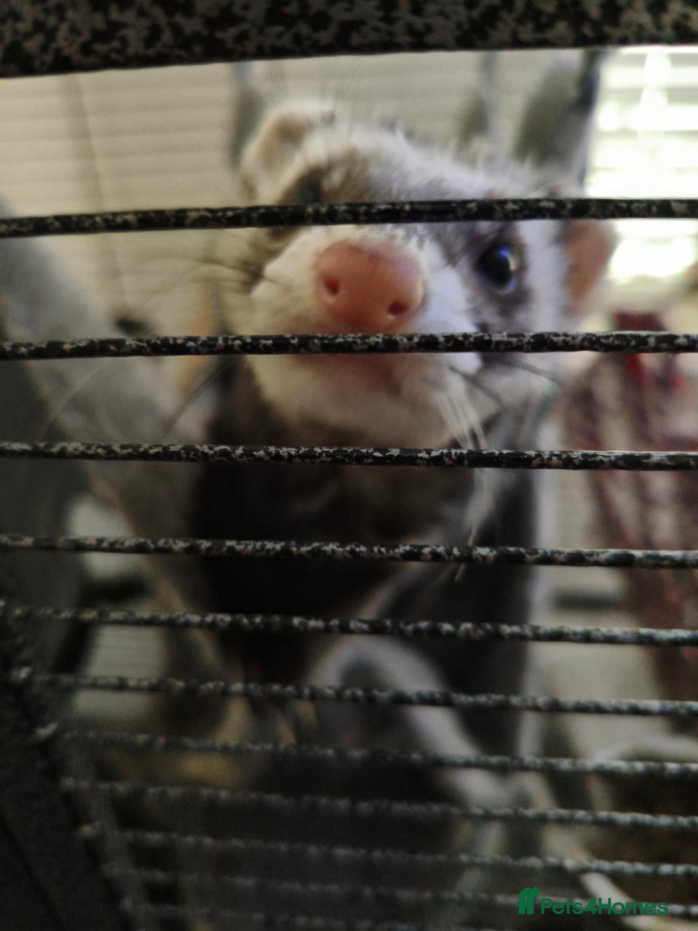 Ferret rodents Rehome Jill & Hob - Advert 1