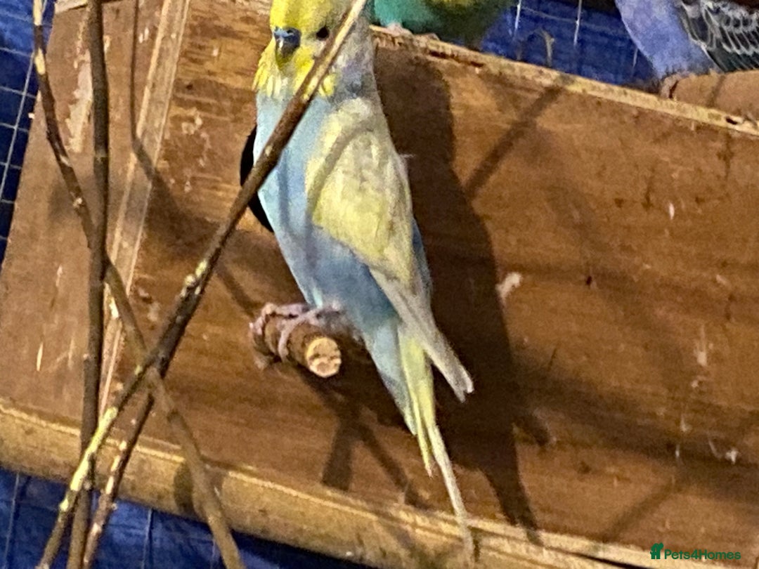 Budgerigars birds for sale: 3 boy budgies for sale  - Advert 9