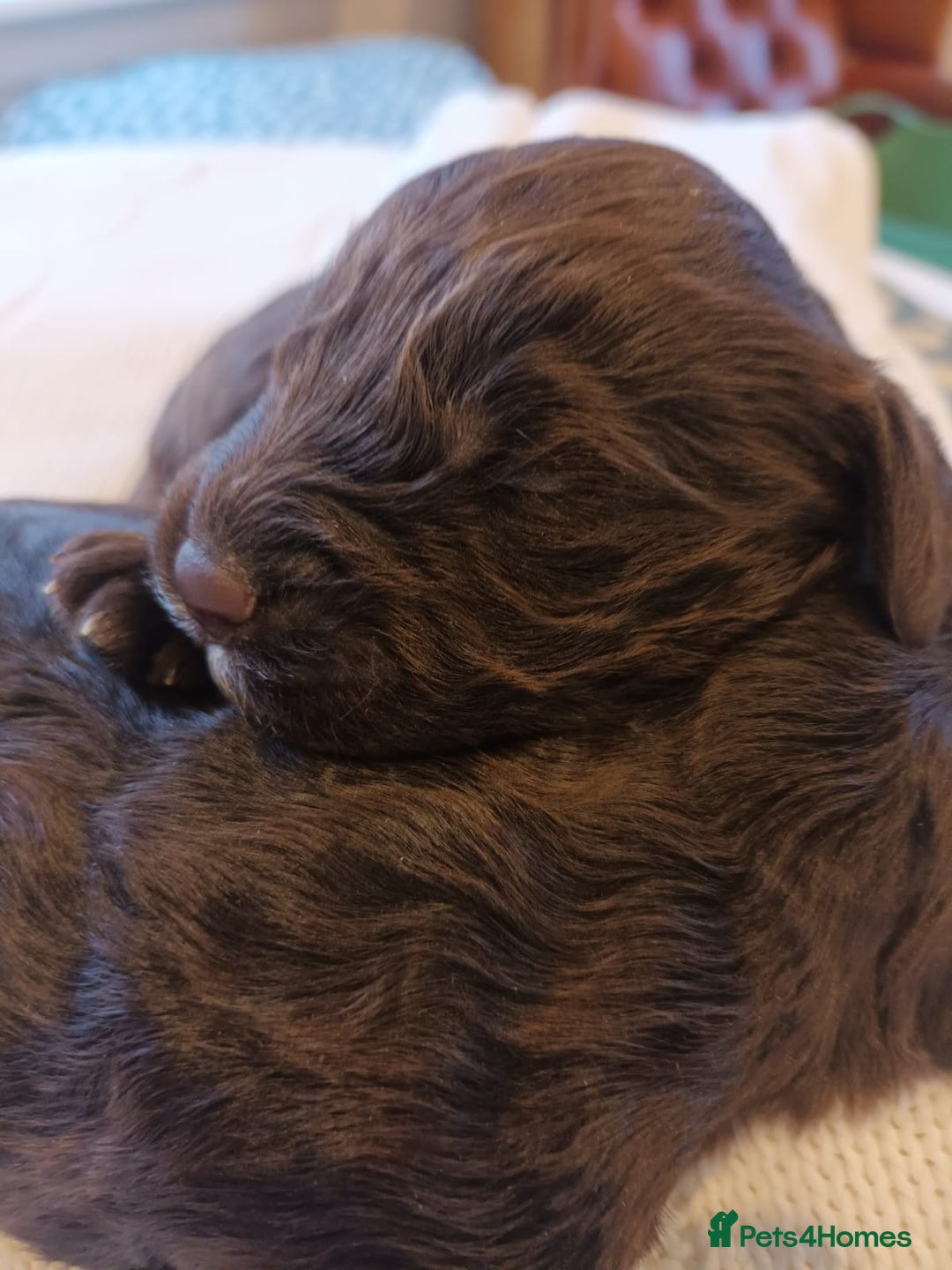 Sproodle dogs for sale: STUNNING SHOW SPRINGAPOO PUPPIES FOR SALE  - Advert 4
