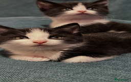 British Shorthair cats for sale: Beautiful tuxedo kittens - Image 8