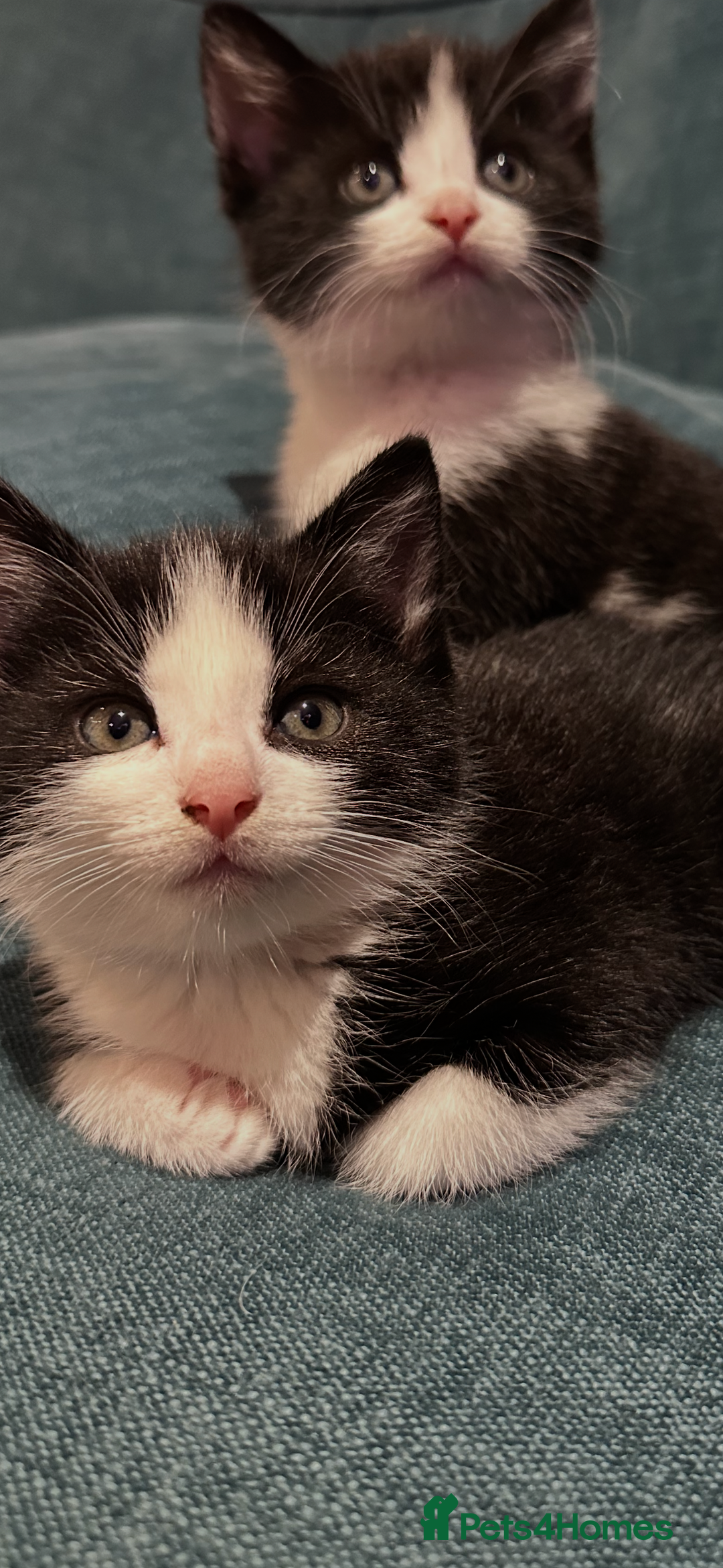 British Shorthair cats for sale: Beautiful tuxedo kittens - Image 8